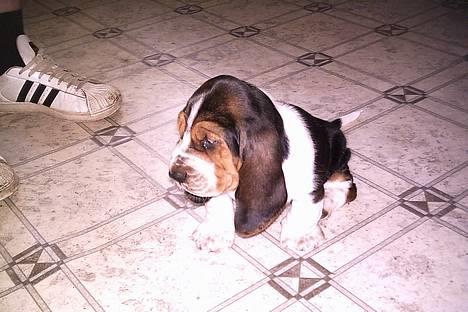 Basset hound Buller - 6 uger billede 1