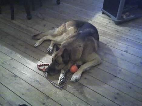 Schæferhund Erko von der Strothheide billede 2