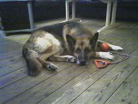 Schæferhund Erko von der Strothheide - Erko hans sutteklud billede 3