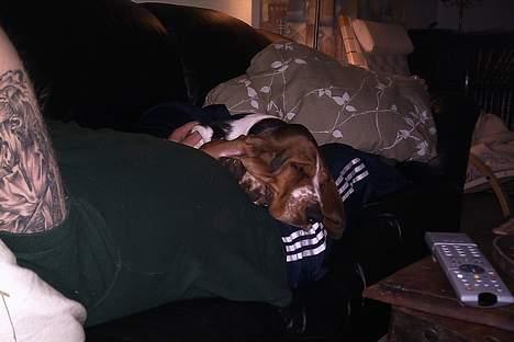 Basset hound Buller - det er det bedste jeg ved billede 2