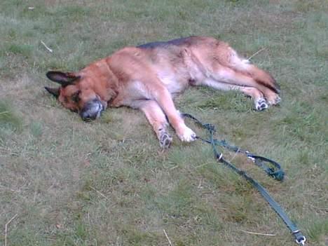 Schæferhund Erko von der Strothheide - det er bare for hårdt at være med ud og spille golf billede 4