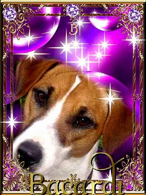 Blanding af racer Bacardi :)  billede 15