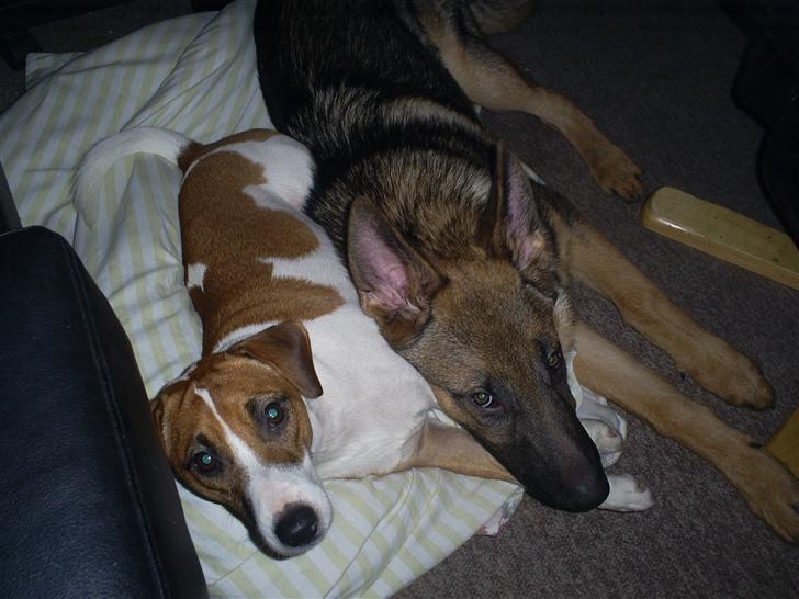 Blanding af racer Bacardi :)  - hygge billede 16