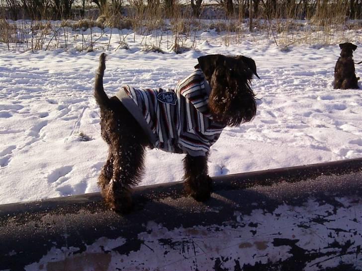 Dvaergschnauzer Sváva's Ayla - Thea - Thea på røret 17-2-09 - Theas 5 års fødselsdag billede 16