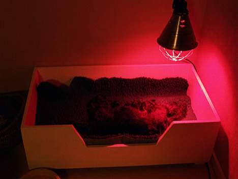 Dvaergschnauzer Sváva's Ayla - Thea - Ny hvalpekasse med varmelampe billede 17