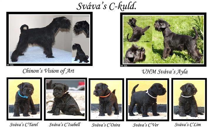 Dvaergschnauzer Sváva's Ayla - Thea - Sváva´ s C-Kuld sommeren 2006 billede 18