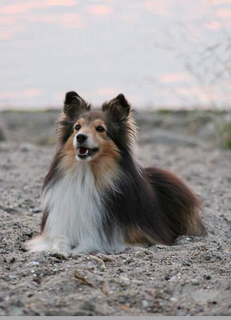 Shetland sheepdog Diva - foto ved www.dyreportraet.dk billede 11