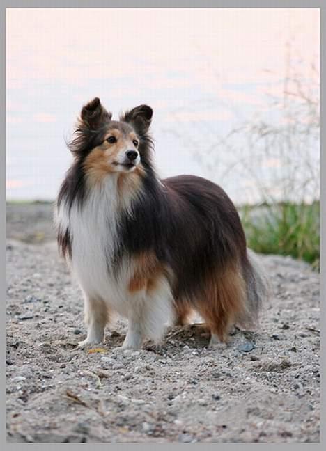 Shetland sheepdog Diva - foto ved www.dyreportraet.dk billede 12