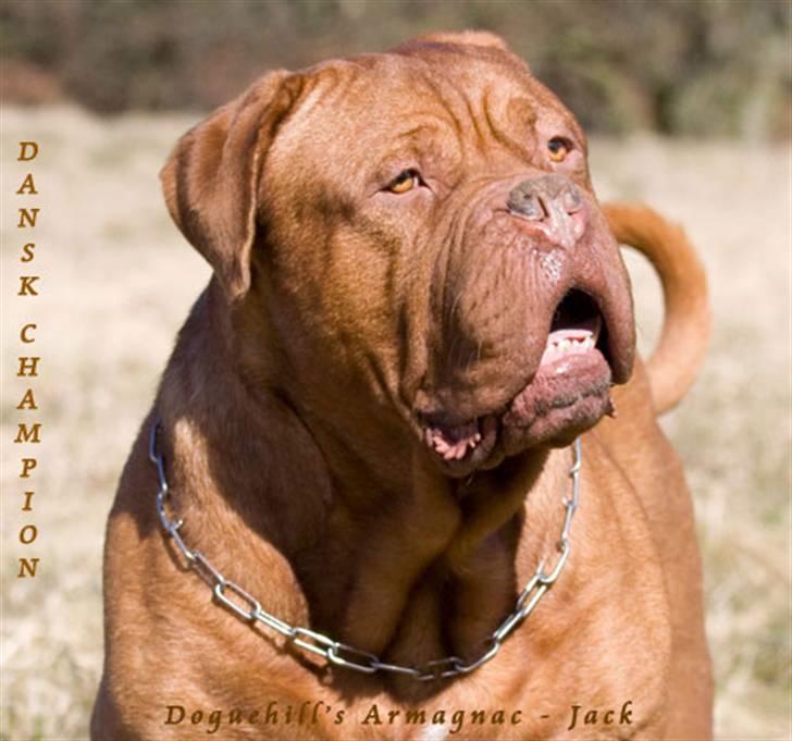 Dogue de bordeaux Jack - R.I.P - Doguehill´s Armagnac (JACK) billede 1