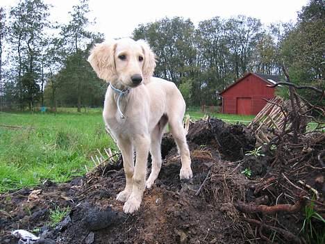 Saluki Qhandahar billede 13