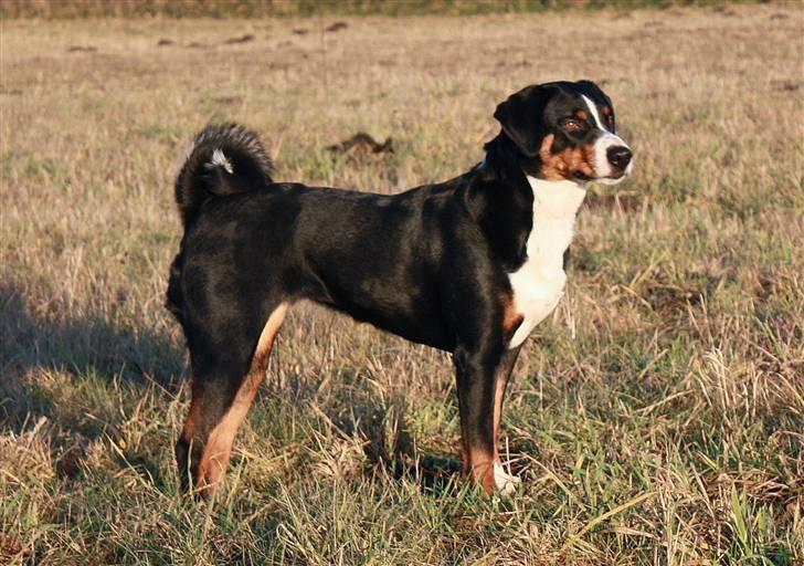 Appenzeller sennenhund Abora vom Höfli  "Abora" - Abora 2,5 år gl. billede 2