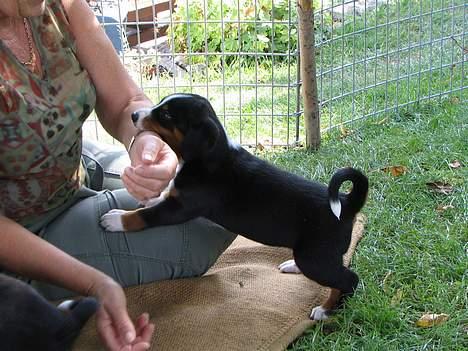 Appenzeller sennenhund Abora vom Höfli  "Abora" - Abora´s første "bidetræning" 5 uger gl. billede 3