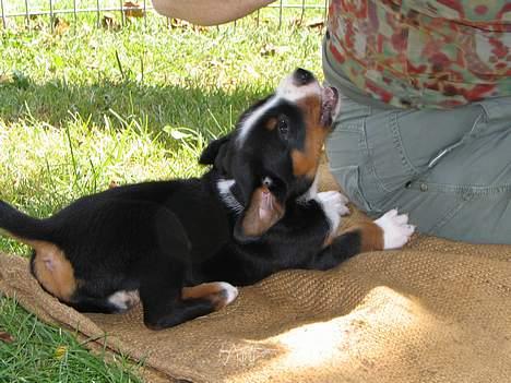 Appenzeller sennenhund Abora vom Höfli  "Abora" - Abora giver hals 5 uger gl. billede 4
