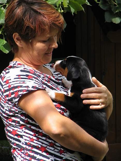 Appenzeller sennenhund Abora vom Höfli  "Abora" - Abora med sin opdrætter i Schweiz, 5 uger gl. billede 5