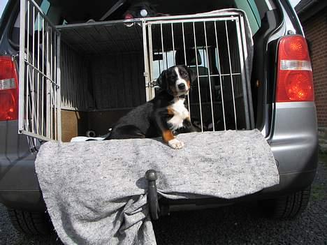 Appenzeller sennenhund Abora vom Höfli  "Abora" - Abora et par dage efter hun er kommet til DK billede 6