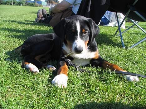 Appenzeller sennenhund Abora vom Höfli  "Abora" - Abora 3 mdr. gl. billede 7