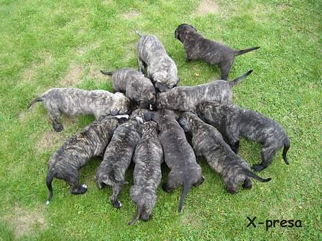 Dogo canario § Ricko § R.I.P MIN BEDSTE VEN! - Så der mad!!! Ricko & hans 10 søskende.. billede 15