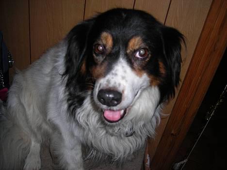 Blanding af racer bamse -                             velkommen  billede 1