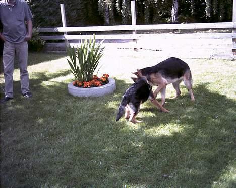 Schæferhund Erko von der Strothheide - Erko´s bedste ven Bina (den størreste af dem) billede 5