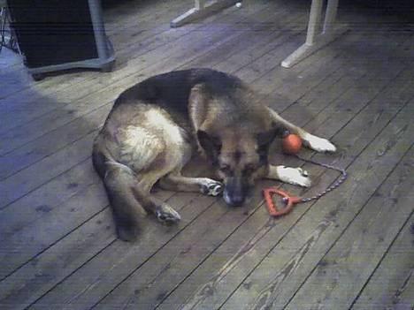 Schæferhund Erko von der Strothheide - det er min bold!!!!!!!!!! billede 6