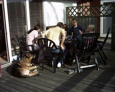 Schæferhund Erko von der Strothheide - Jeg kunne aldrig finde på at tigge!!!!!!!!!!! billede 7