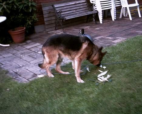 Schæferhund Erko von der Strothheide - Snuse det er jeg god til :-) billede 8