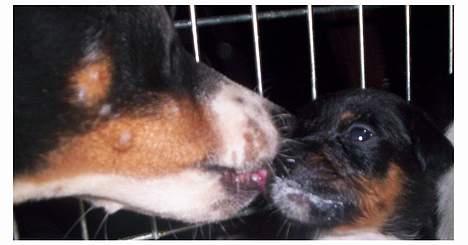 Dansk svensk gaardhund Joe,også kaldet "Å" - Joe hjælper til. billede 12