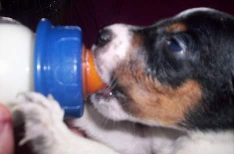 Dansk svensk gaardhund Joe,også kaldet "Å" - En Joe søn. billede 13