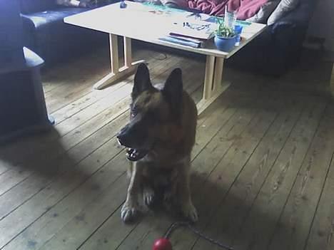 Schæferhund Erko von der Strothheide - Er jeg ikke bare dygtig til at vente!!!!!!!!!!!!!!!! billede 10