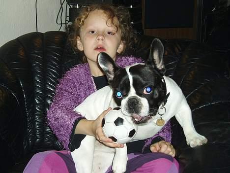 Fransk bulldog Grisepjok - Malou og GrisPjok leger billede 12