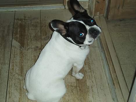 Fransk bulldog Grisepjok - Ikke nu igen billede 13