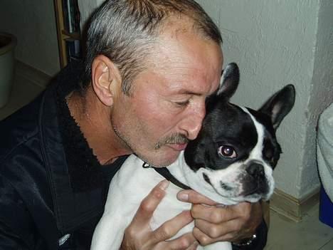 Fransk bulldog Grisepjok - Morfar er meget glad for GrisPjok, og omvendt. billede 14