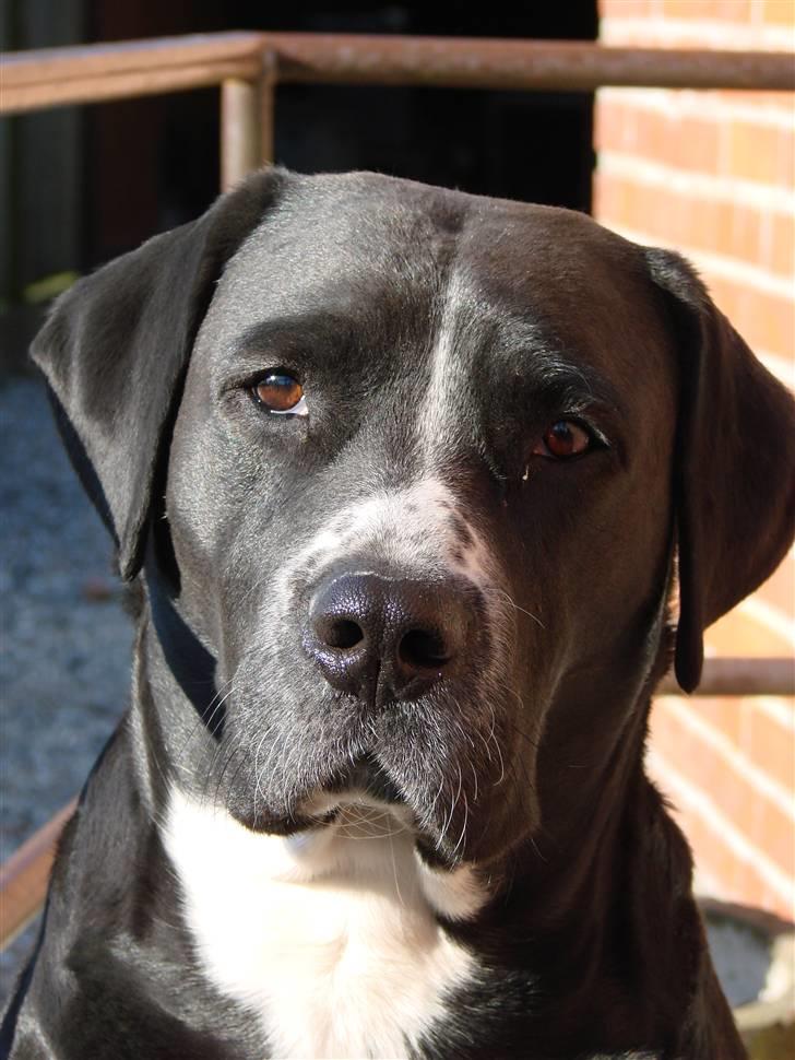 Blanding af racer Naja - Hej Jeg hedder Naja. Velkommen til min profil her på HG.     Taget d. 2/4 -09      Fotograf : Tina Arnth  billede 1