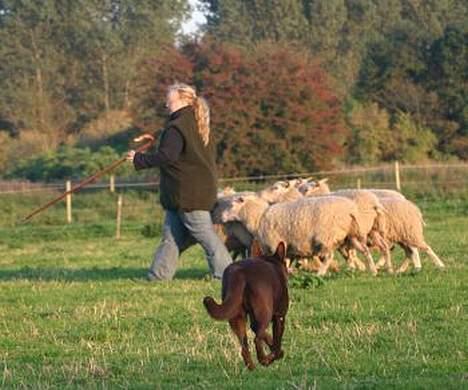 Australsk kelpie Born To Work Brown Bellis - Bellis på får september 2006 billede 11