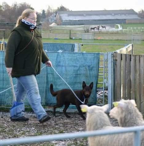 Australsk kelpie Born To Work Brown Bellis - November 2005 - Amerikaner kursus. Taget af Carina Enevoldsen billede 12