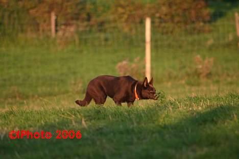 Australsk kelpie Born To Work Brown Bellis - Hyrdning september 2006 billede 13