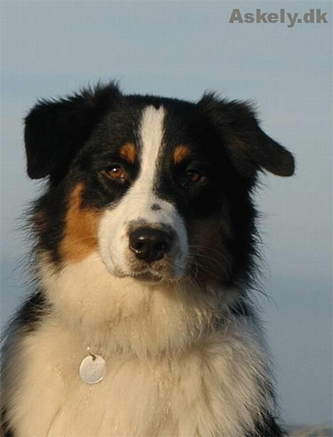 Australian shepherd Dreamcatchers' Always a Winner - Curie - Den sorte prinsesse billede 1