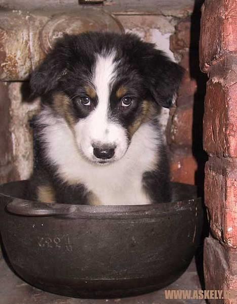 Australian shepherd Dreamcatchers' Always a Winner - Curie - Curie´s ynglings soveplads som hvalp (det var helt selvvalgt!) billede 2