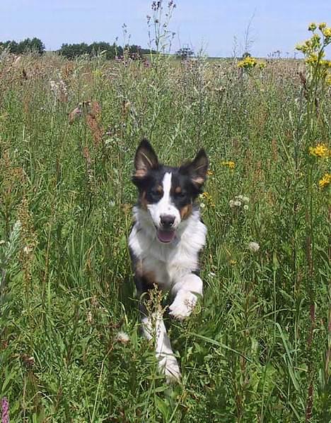 Australian shepherd Dreamcatchers' Always a Winner - Curie - FULD fart på. billede 3