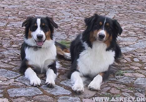 Australian shepherd Dreamcatchers' Always a Winner - Curie - Curie (tv) sammen med sin mor Lara billede 4