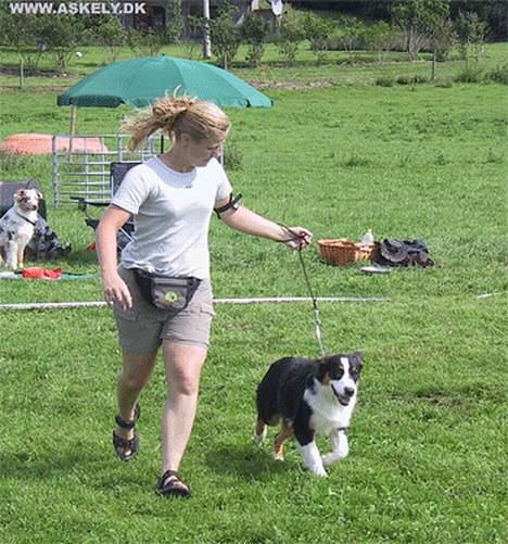 Australian shepherd Dreamcatchers' Always a Winner - Curie - Curie i ringen til Aussietræf 2006 billede 5