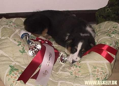 Australian shepherd Dreamcatchers' Always a Winner - Curie - SÅ træt bliver man efter sin første udstilling - 4 måneder gammel og BIS-Baby på klubudstilling. billede 6