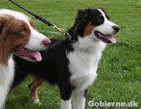 Australian shepherd Dreamcatchers' Always a Winner - Curie - Elvis & Curie - de dejligste vuffer! Billedet er taget af Jan Smedegaard billede 7