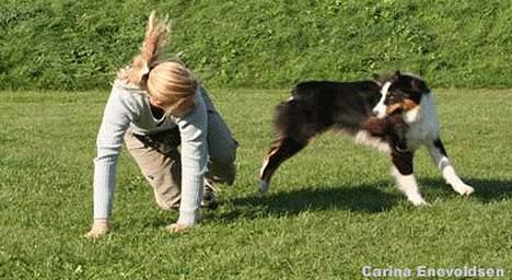 Australian shepherd Dreamcatchers' Always a Winner - Curie - Belønning med leg under træningen. Foto af Carina Enevoldsen. billede 8