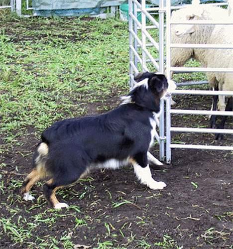 Australian shepherd Dreamcatchers' Always a Winner - Curie - Curie til instinkttest - Aussietræffet 2007 billede 9