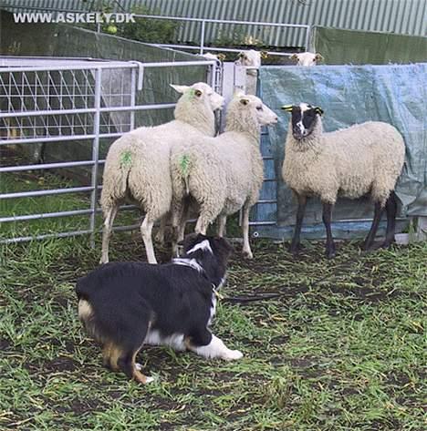 Australian shepherd Dreamcatchers' Always a Winner - Curie - Nu klarer jeg dem selv - næsten løse (-: Aussitræf 2006 billede 10