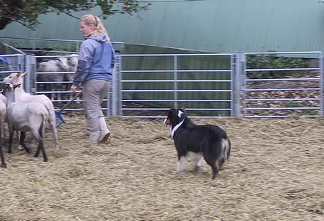Australian shepherd Dreamcatchers' Always a Winner - Curie - Curie forsøger sig som hyrdehund. Til instenktest (igen) hos Team Egemosen. billede 11