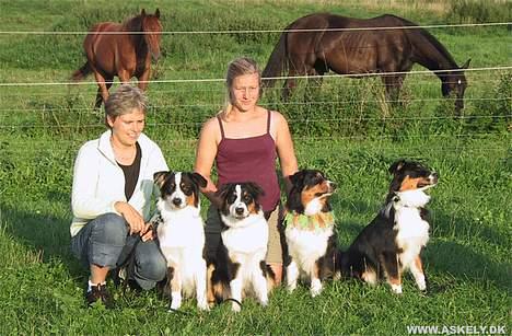 Australian shepherd Dreamcatchers' Always a Winner - Curie - Familiefoto. Det er Brormand-Murphey, Curie, Mor-Lara og Søster-Lucca. billede 12