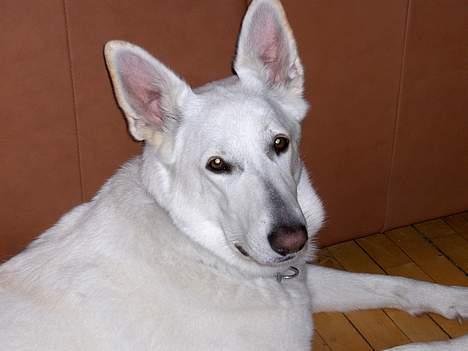 Hvid schæfer Debbie - Hej alle jer! Er jeg ikke sød?? billede 1