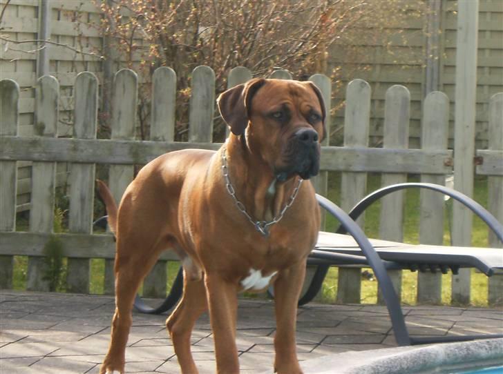 Blanding af racer arko - velkommen til min profil billede 1